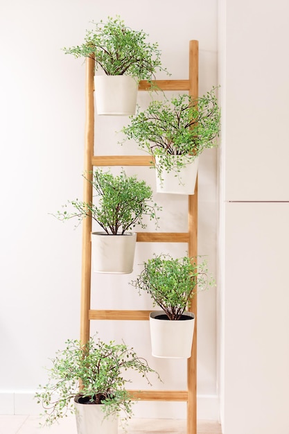 Plantas verdes em vasos de flores decorando o interior do conceito de jardinagem em casa