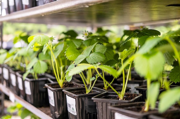 Foto plantas verdes em vasos na prateleira da loja