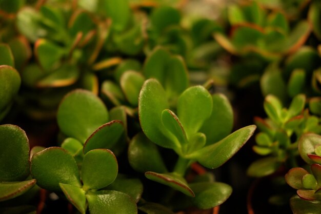 Plantas verdes em vasos na primavera de loja de jardim