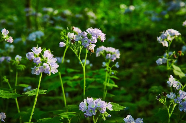 Plantas verdes escuras crescendo no chão da floresta Grandes flores de folha de água pétalas roxas cores de lavanda