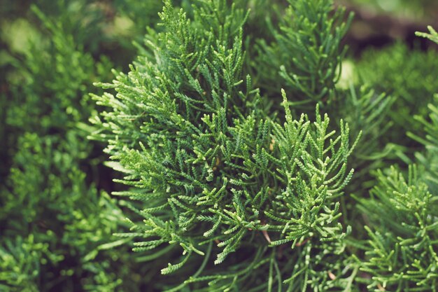 Las plantas verdes del fondo se cierran para arriba en el jardín.