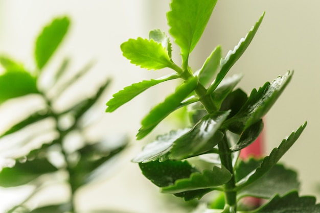 Plantas verdes frescas hierba closeup