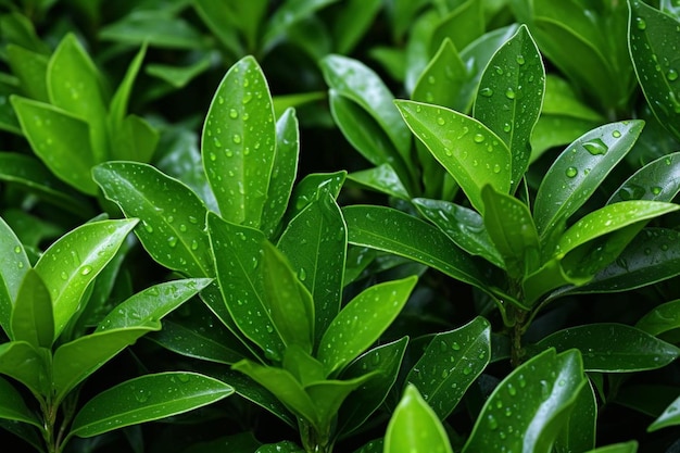 plantas verdes con gotas de agua que son de la lluvia