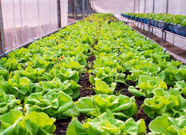 Foto plantas verdes en un invernadero