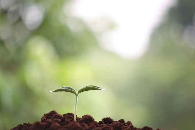 Plantas verdes jóvenes que crecen en la mañana