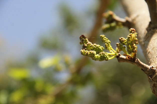 Plantas verdes jóvenes que crecen en un tronco de árbol leñoso sobre fondo de vegetación borrosa