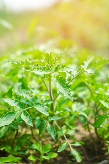 Plantas verdes jóvenes de tomates