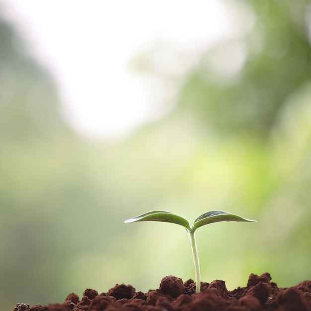 Plantas verdes jovens crescendo de manhã