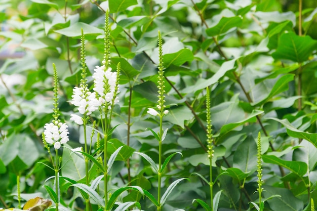 Plantas verdes con largas flores blancas.