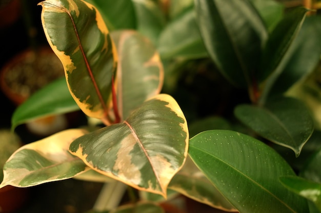 Plantas verdes en macetas en primavera tienda de jardín