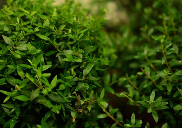 Plantas verdes en macetas en primavera tienda de jardín