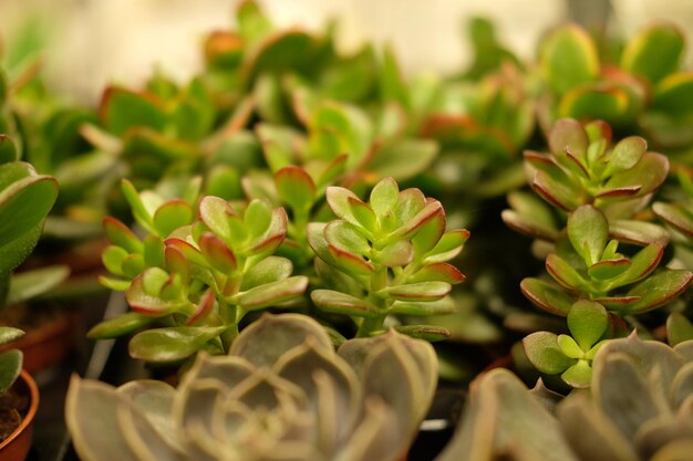 Plantas verdes en macetas en primavera tienda de jardín