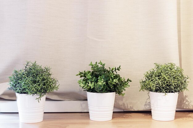 Plantas verdes en macetas que decoran el interior Concepto de jardinería doméstica