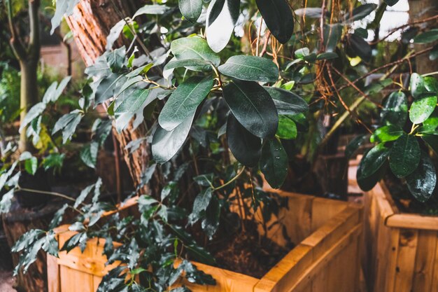 Plantas verdes en macetas