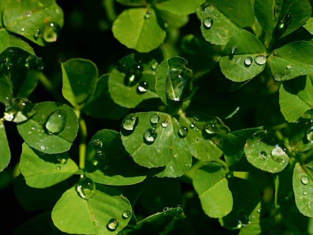 Plantas verdes mojadas después de la lluvia