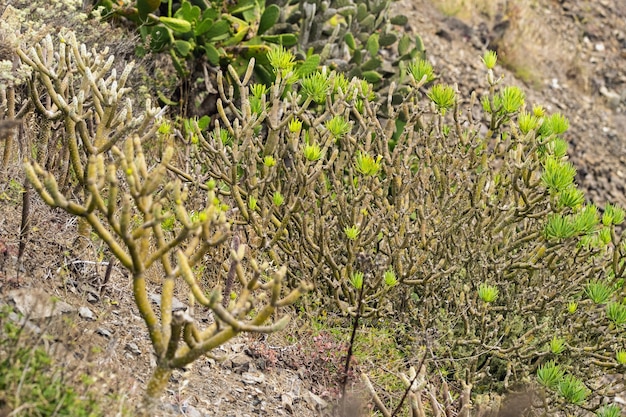 Plantas verdes na ilha de Tenerife. Ilhas Canárias, Espanha.