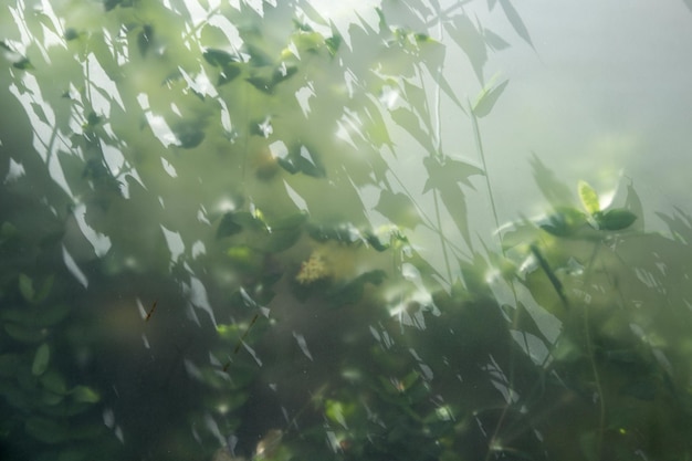 Plantas verdes en niebla con tallos y hojas detrás de vidrio esmerilado