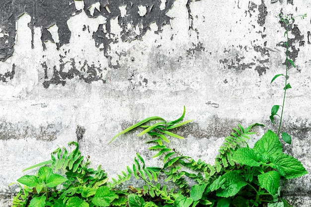 Foto plantas verdes no muro de cimento velho com grunge e sujo. fundo retrô ou vintage.