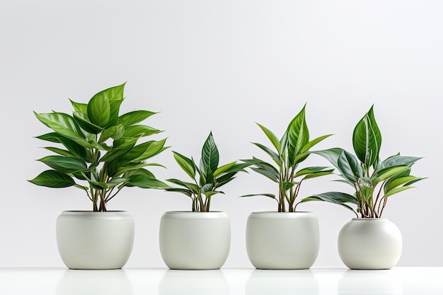 Plantas verdes y ollas blancas sobre un fondo blanco Cultivo de suculentas para el jardín doméstico Ilustración de renderización 3D