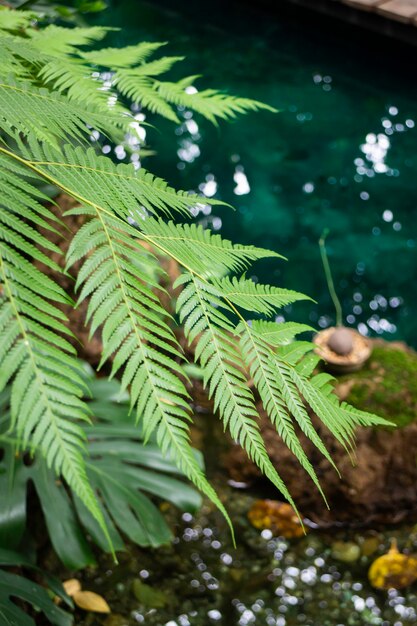 Plantas verdes parecem ambientes frescos