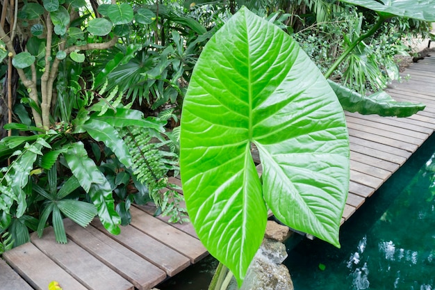 Plantas verdes parecem ambientes frescos