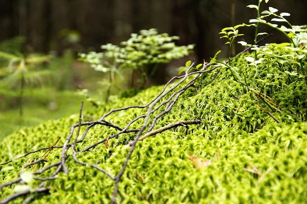 Plantas verdes y pasto en el bache del bosque