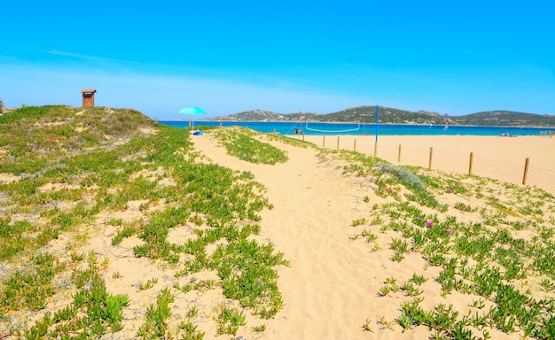 Plantas verdes en la playa de Porto Pollo Cerdeña