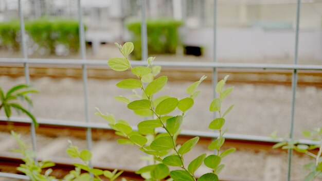 plantas verdes que adornam o saguão do trem