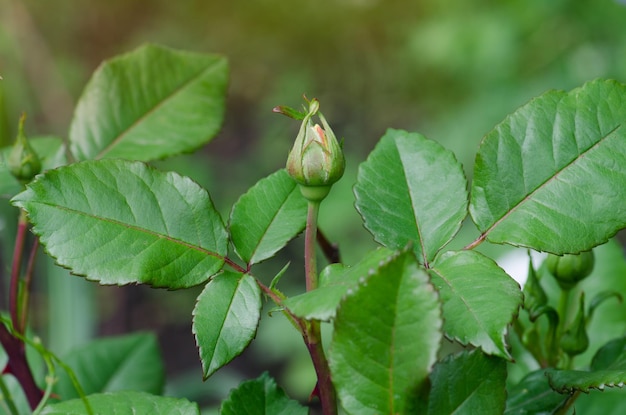 Plantas verdes sem rosas Campo com plantas verdes Botões naturais de rosas verdes no jardim