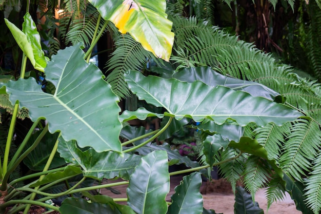 Las plantas verdes sienten un entorno fresco