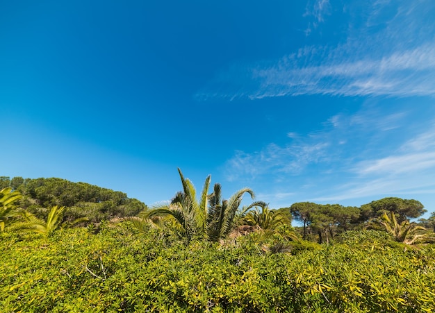 Plantas verdes sob um céu azul