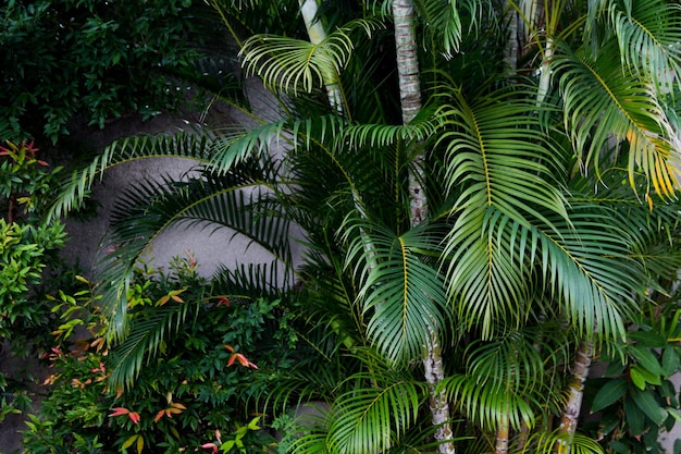 Plantas verdes con tallos y hojas en el clima tropical.