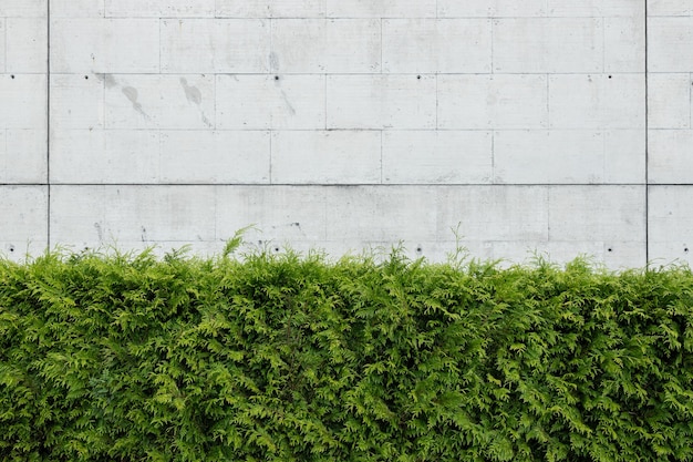 Plantas verdes thuja contra a parede de concreto em branco. Fundo abstrato da arquitetura. Copie o espaço