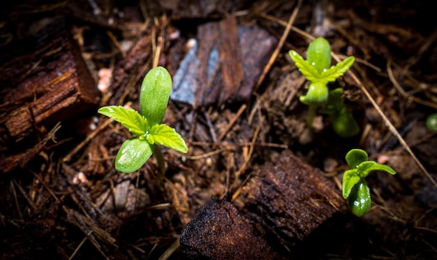 plantas verdes