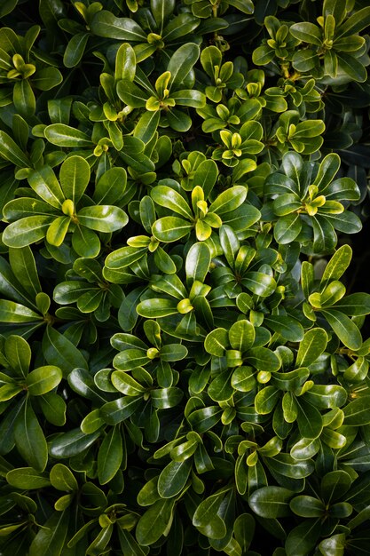 Plantas verdes