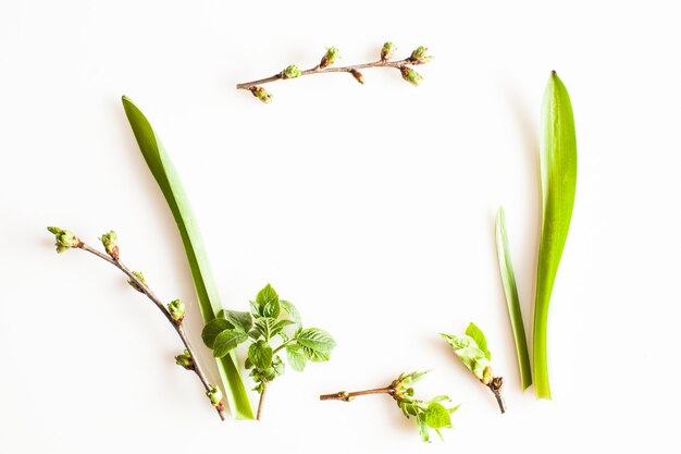 Plantas de verdor de primavera sobre fondo blanco. Concepto de naturaleza y bosque plano laico