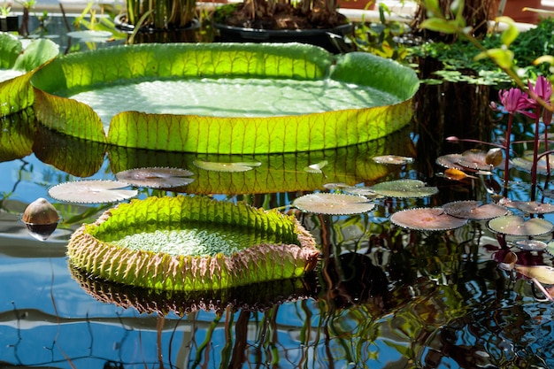 Plantas de Victoria Regia en laguna