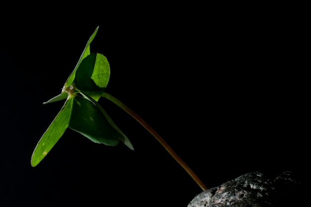 las plantas y la vida