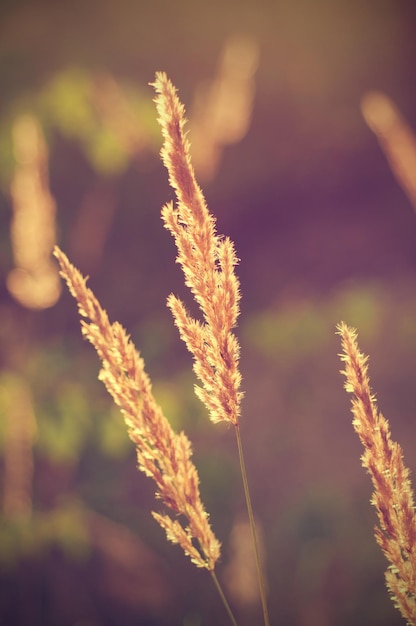 Foto plantas vintage de outono