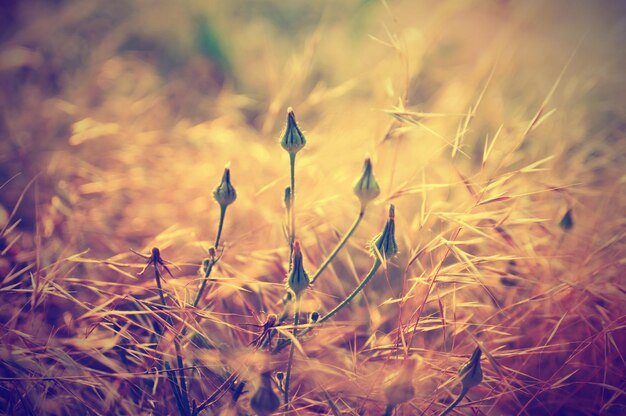 Plantas vintage de otoño