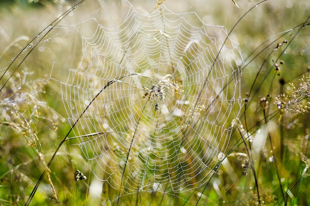 plantas con web