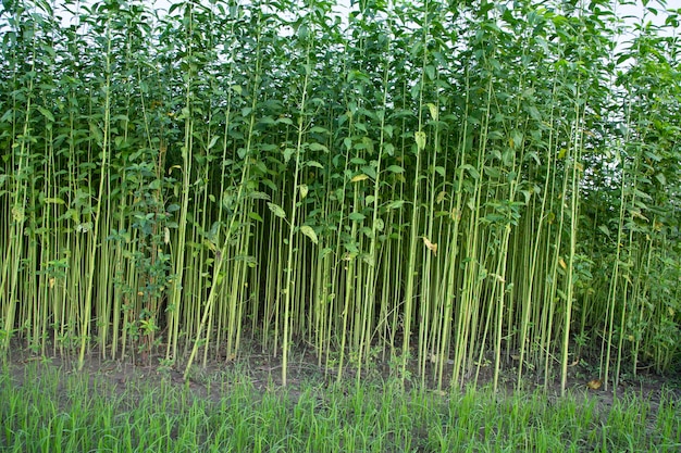 Plantas de yute creciendo en un campo en el campo de Bangladesh