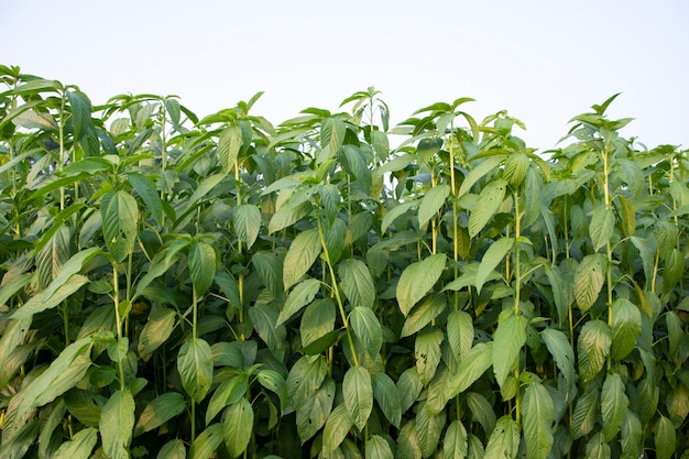 Plantas de yute que crecen en un campo en el campo de Bangladesh