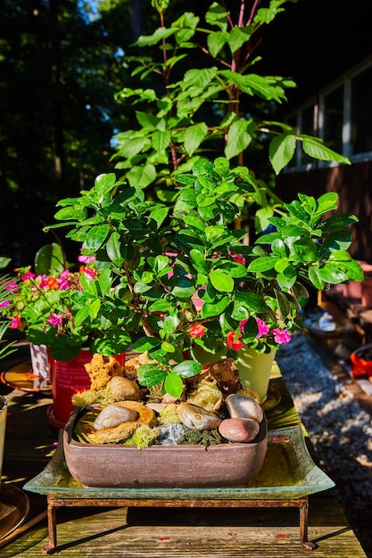 Plantas zen em vasos no jardim rústico