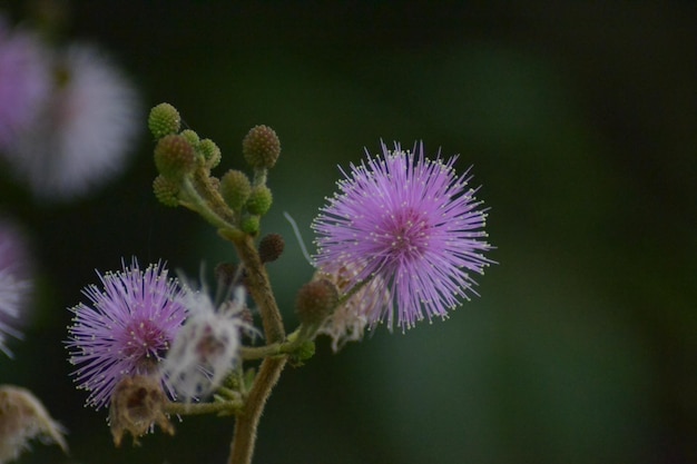 Foto plantas