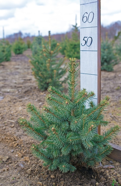 Plantatnion de árboles de Navidad de abeto verde joven, abeto nordmann y otro cultivo de plantas de abeto, regla para determinar la altura de las coníferas