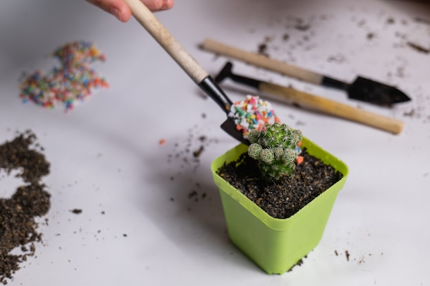 Plante el cactus en macetas pequeñas. Agregue piedras de colores para la belleza agregando piedras lentamente.