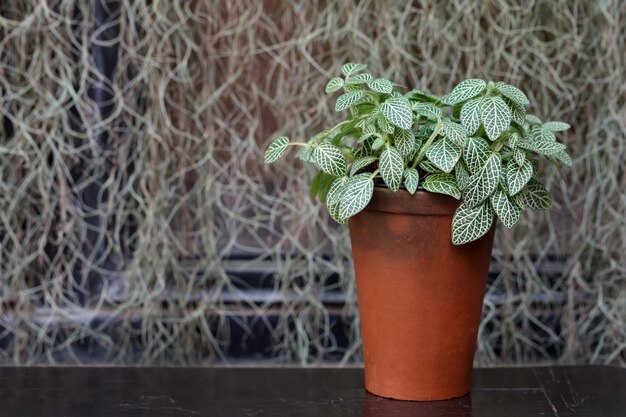 Foto plante em um vaso de buxo