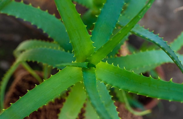 Plante em um vaso de flores aloe vera Foco seletivo