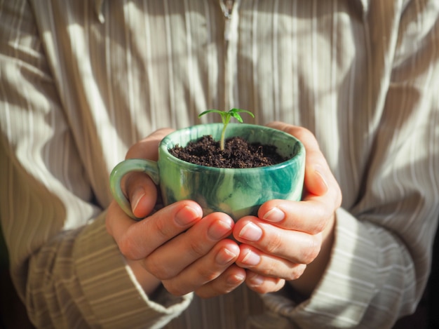 Plante em uma xícara de café nas mãos da mulher.